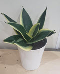 Lotus Birdnest Sansevieria